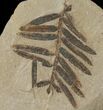 Dawn Redwood (Metasequoia) Fossil - Montana #126615-1